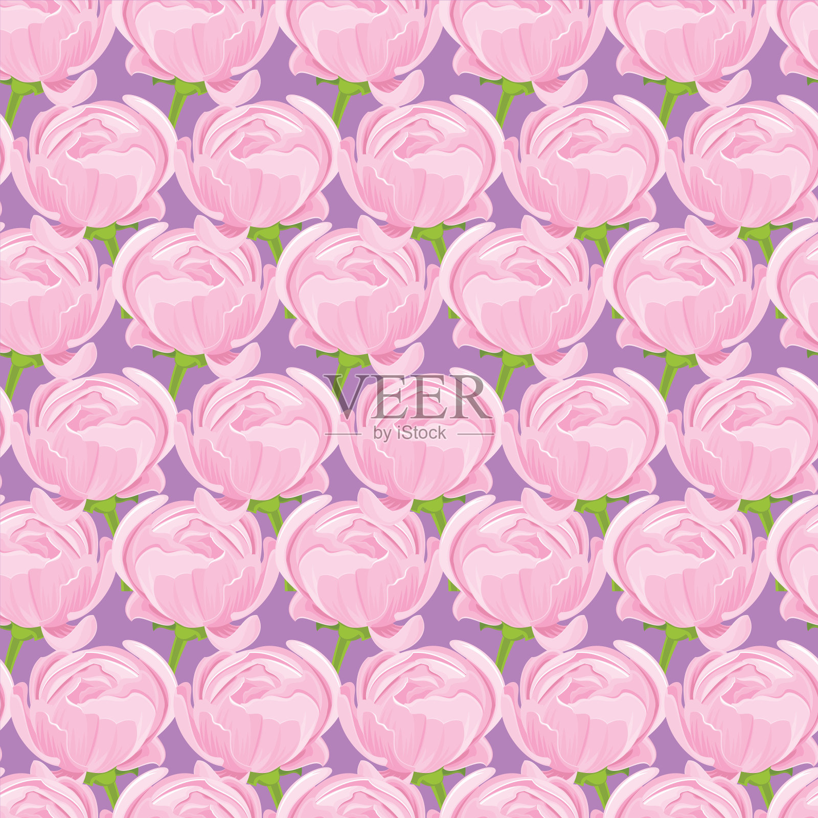 粉红色的毛茛属植物。花卉无缝模式。插画图片素材