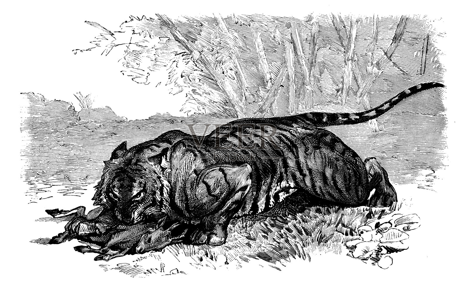 古董动物插图:老虎吃羚羊插画图片素材