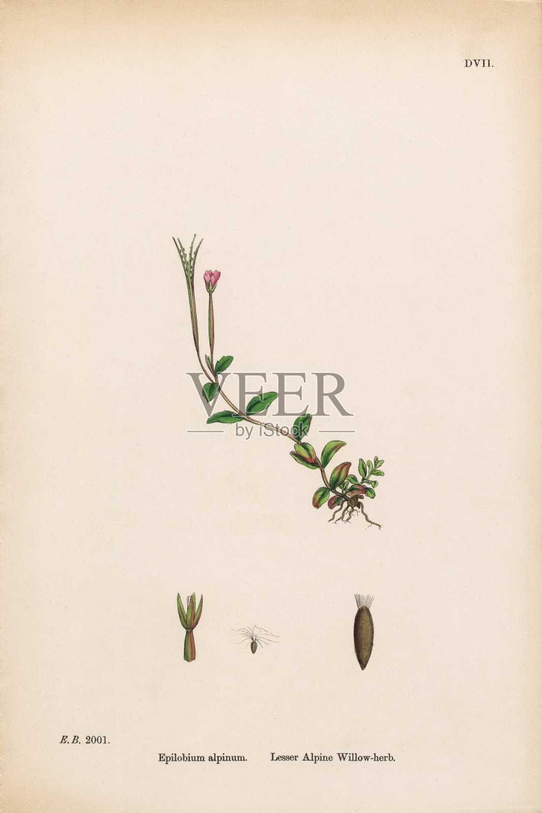 小高山柳草,Epilobium alpinium,维多利亚植物学插图,1863年设计元素图片