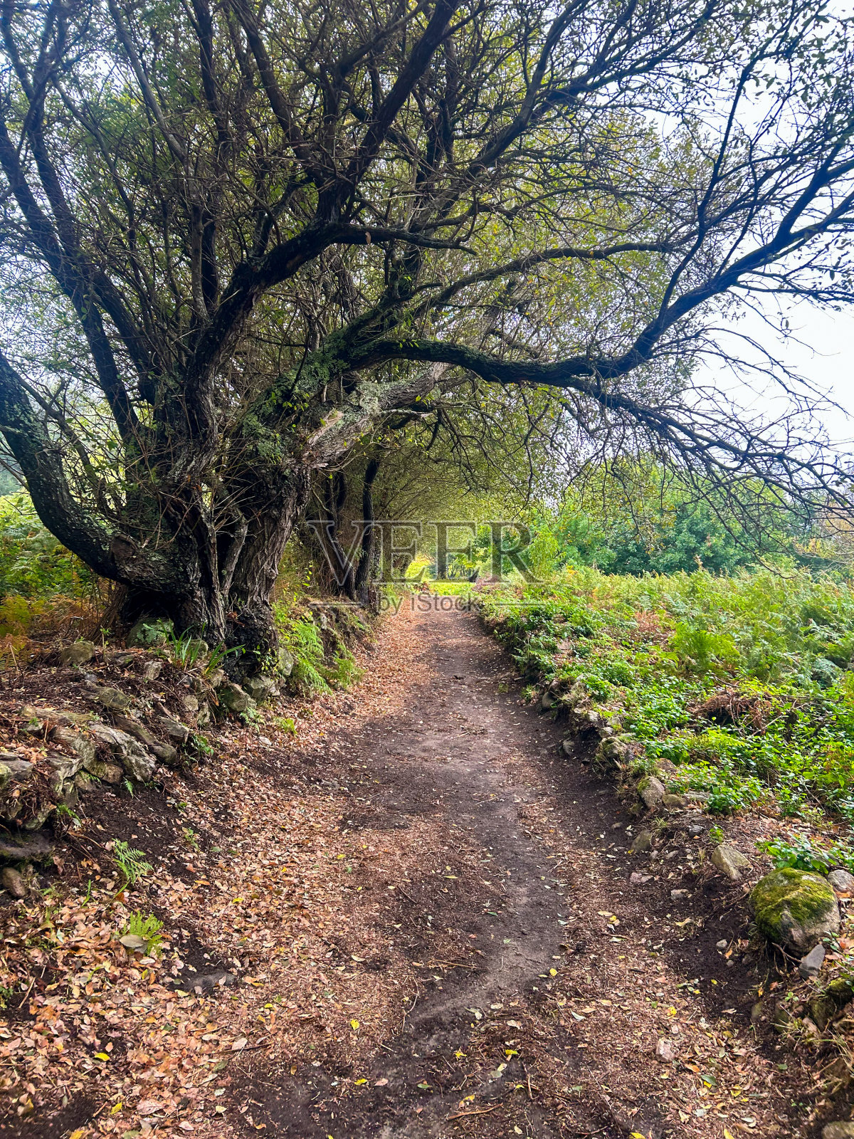 加利西亚迷人的昂斯岛:阳光明媚的风景和徒步旅行的乐趣照片摄影图片
