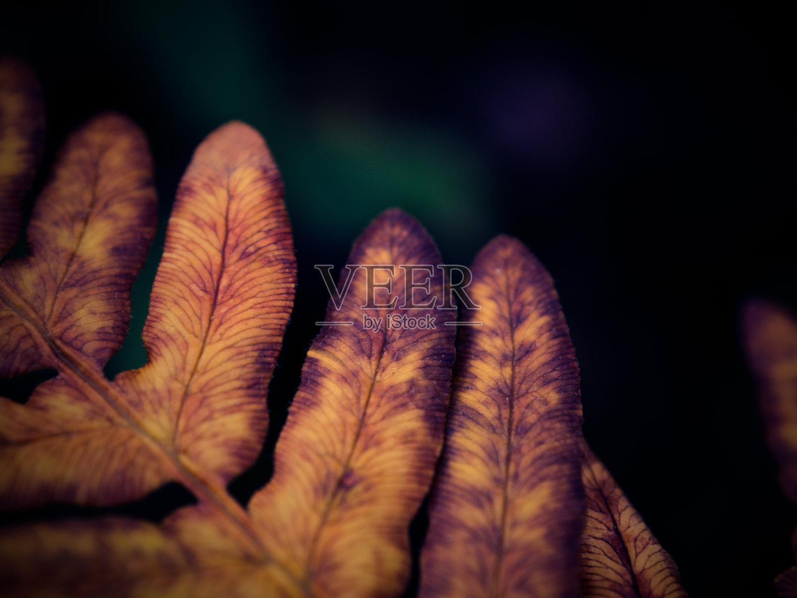 秋天的颜色照片摄影图片