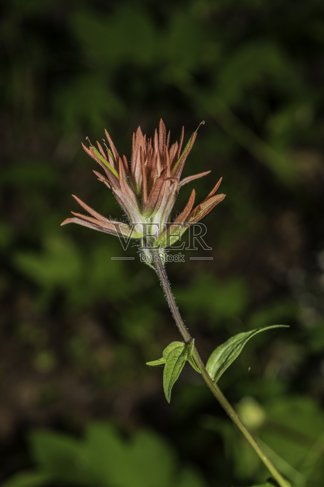 苏克斯多菲,苏克斯多夫的画笔,鞍山州立自然保护区是俄勒冈州西北部的一个州立公园。它位于俄勒冈州北部海岸山脉中部的克拉特索普县。列当科。照片摄影图片