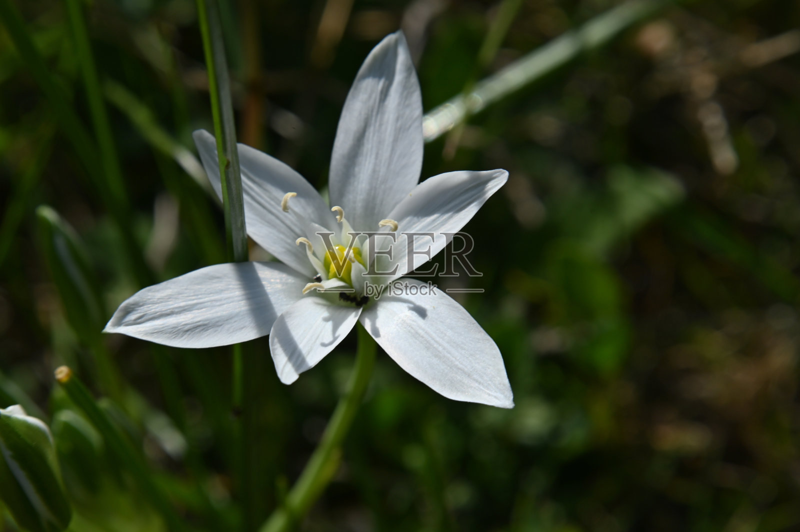 白草地花朵照片摄影图片