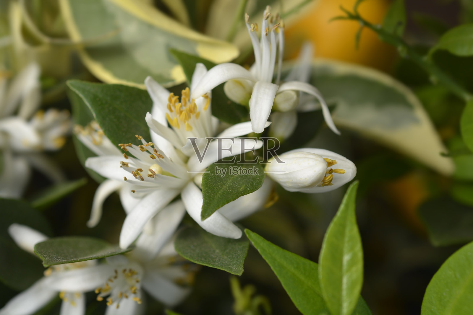 Myrtle-leaved橙树照片摄影图片