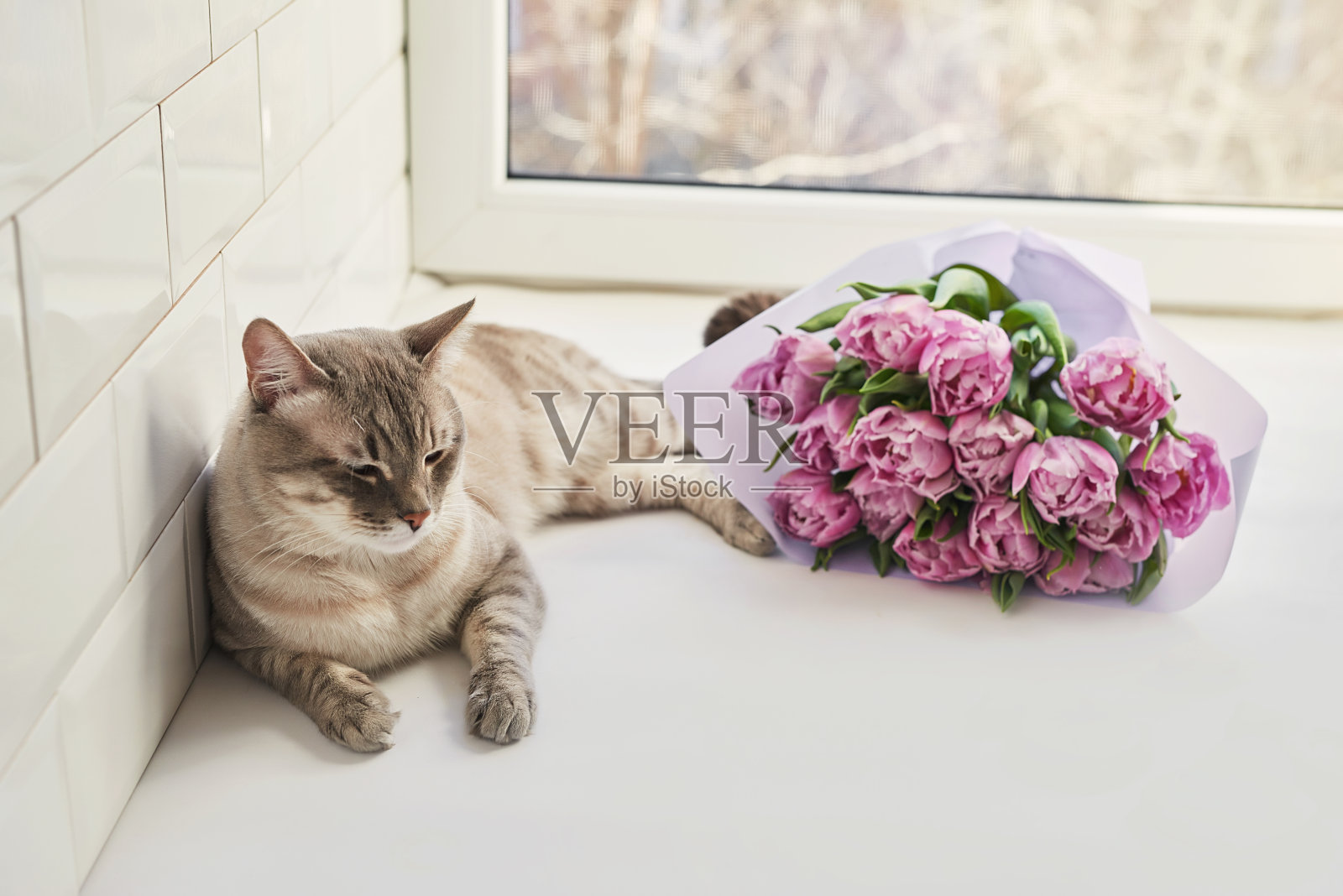 拿着郁金香花束的猫。母亲节明信片。祝福模板生日快乐!春天的背景照片摄影图片