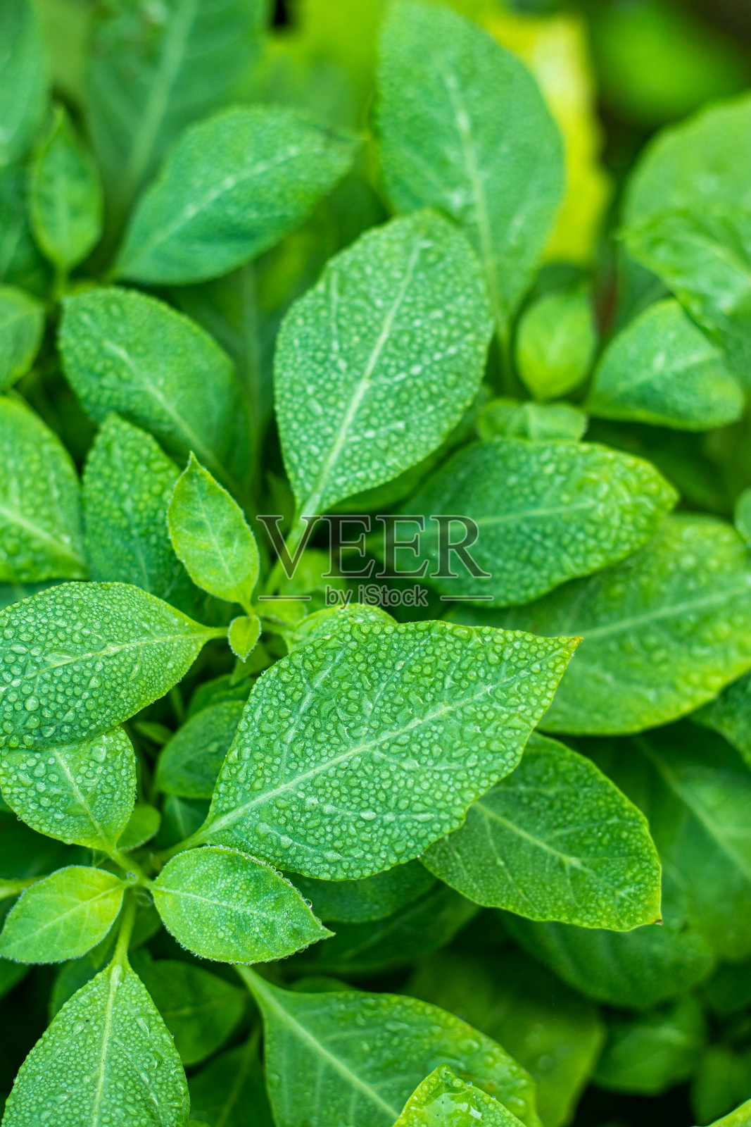 在自然界中,露珠往往聚集在细长的叶子顶端照片摄影图片