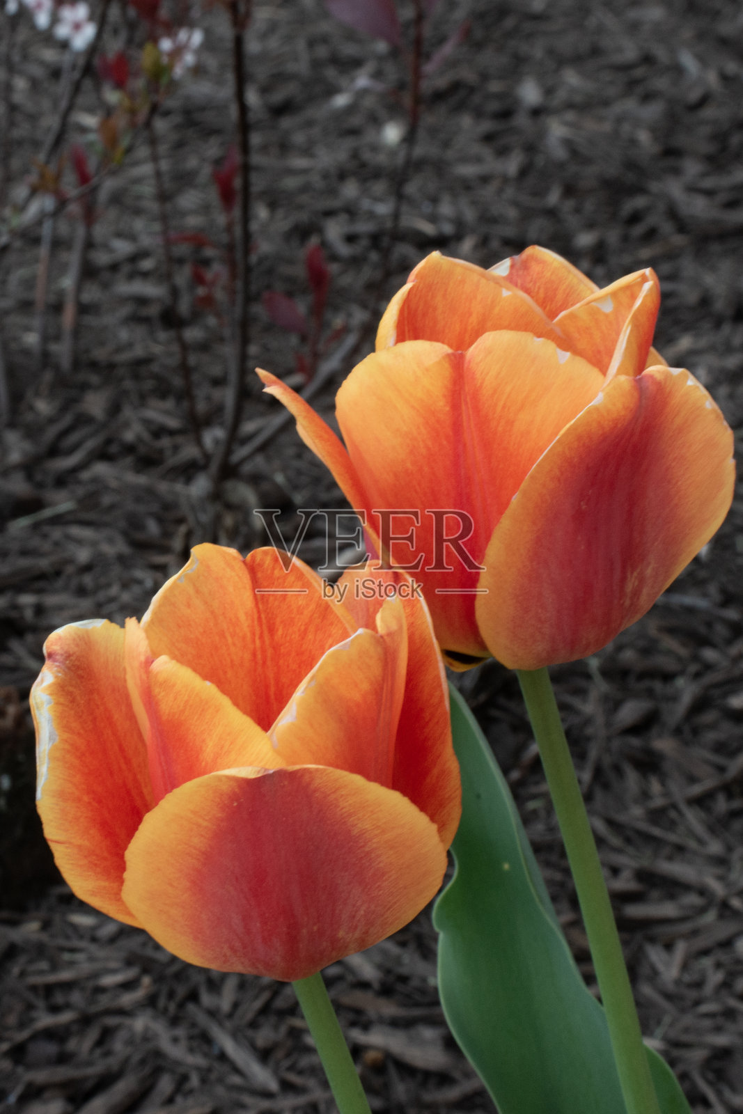 美丽的春天郁金香——印第安纳州霍华德县照片摄影图片