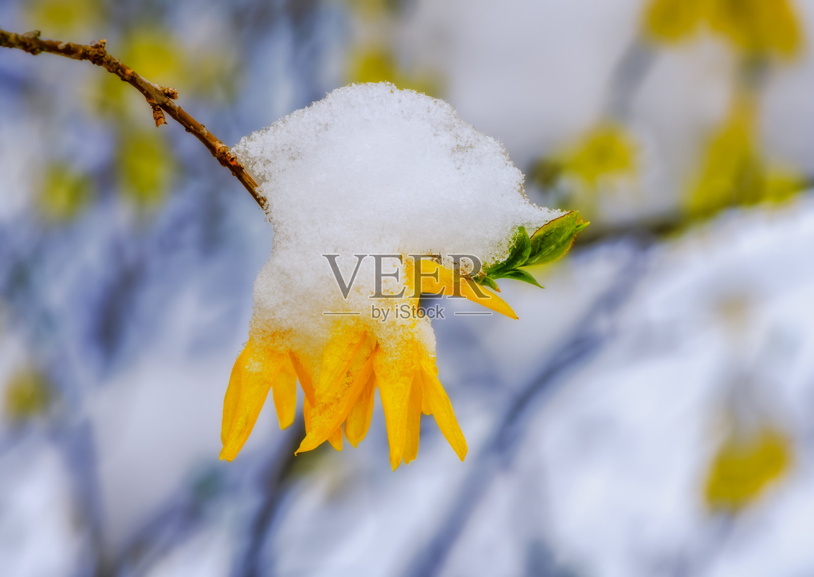 冰雪覆盖了连翘的花朵照片摄影图片