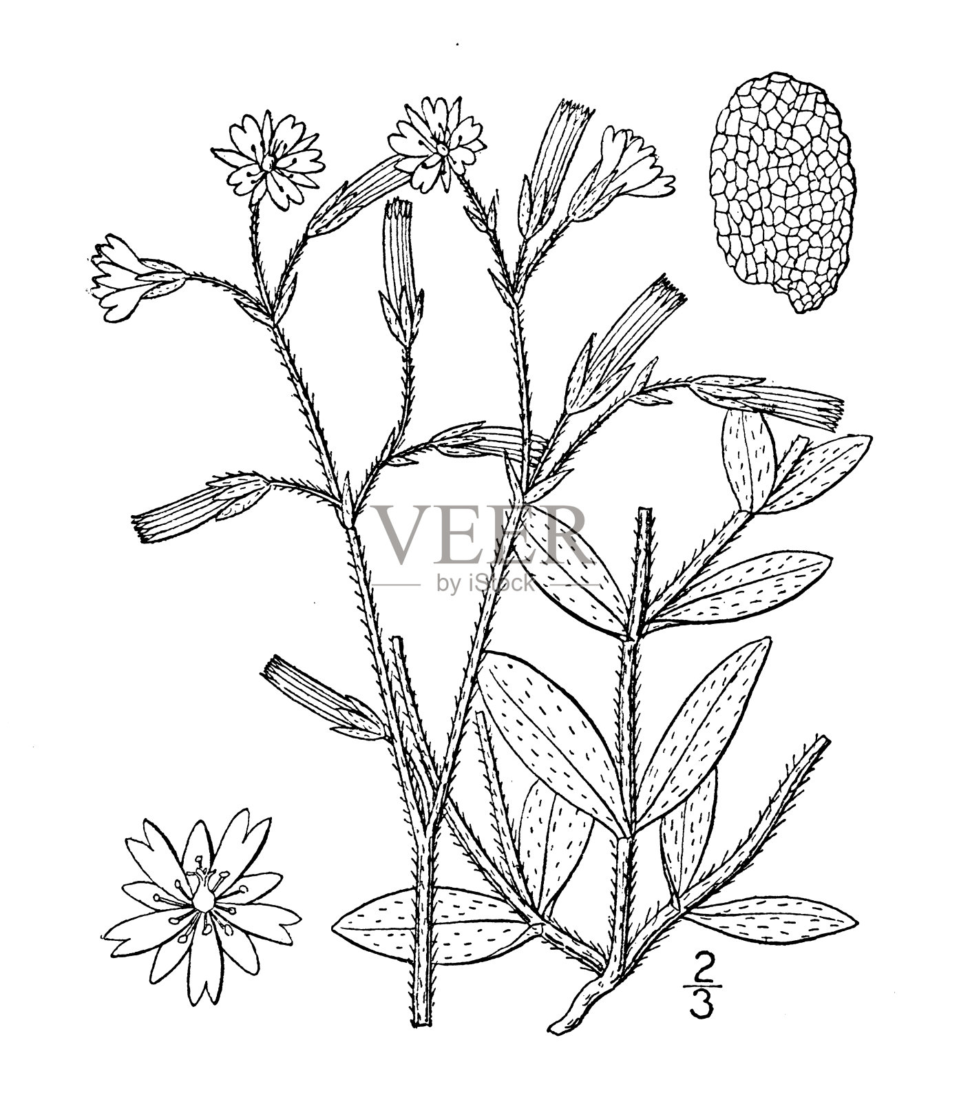古植物学植物插图:Cerastium vulgatum,大鼠耳繁缕插画图片素材