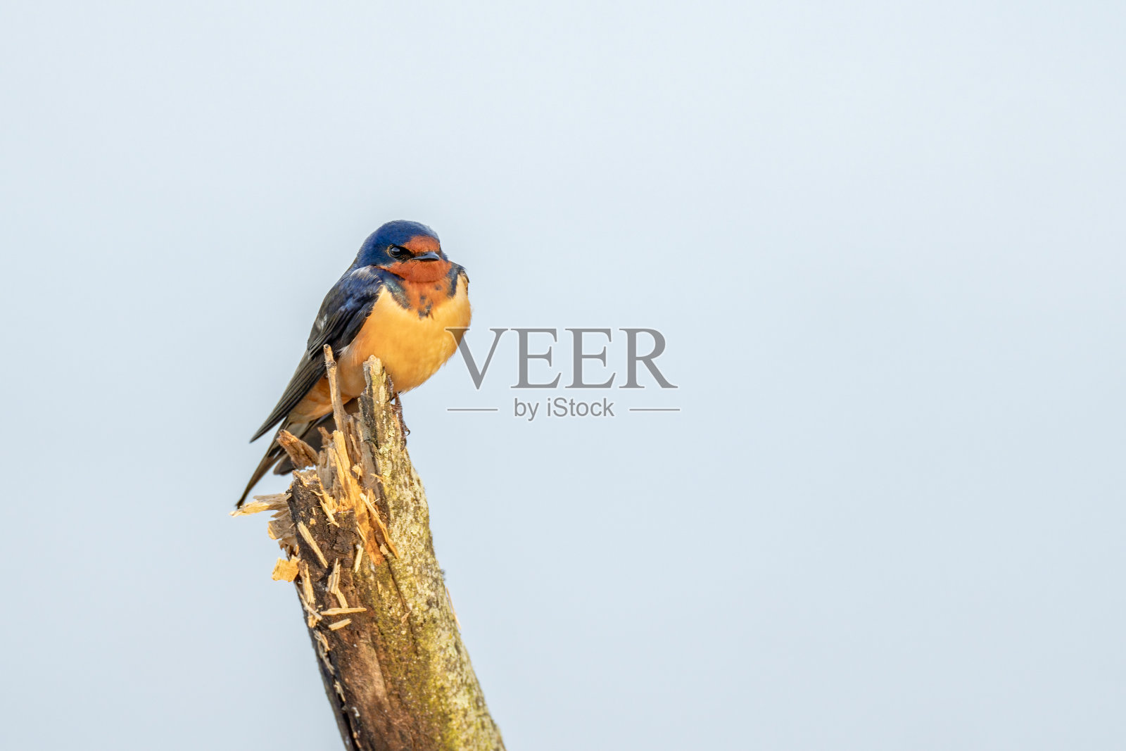 栖息树燕子照片摄影图片