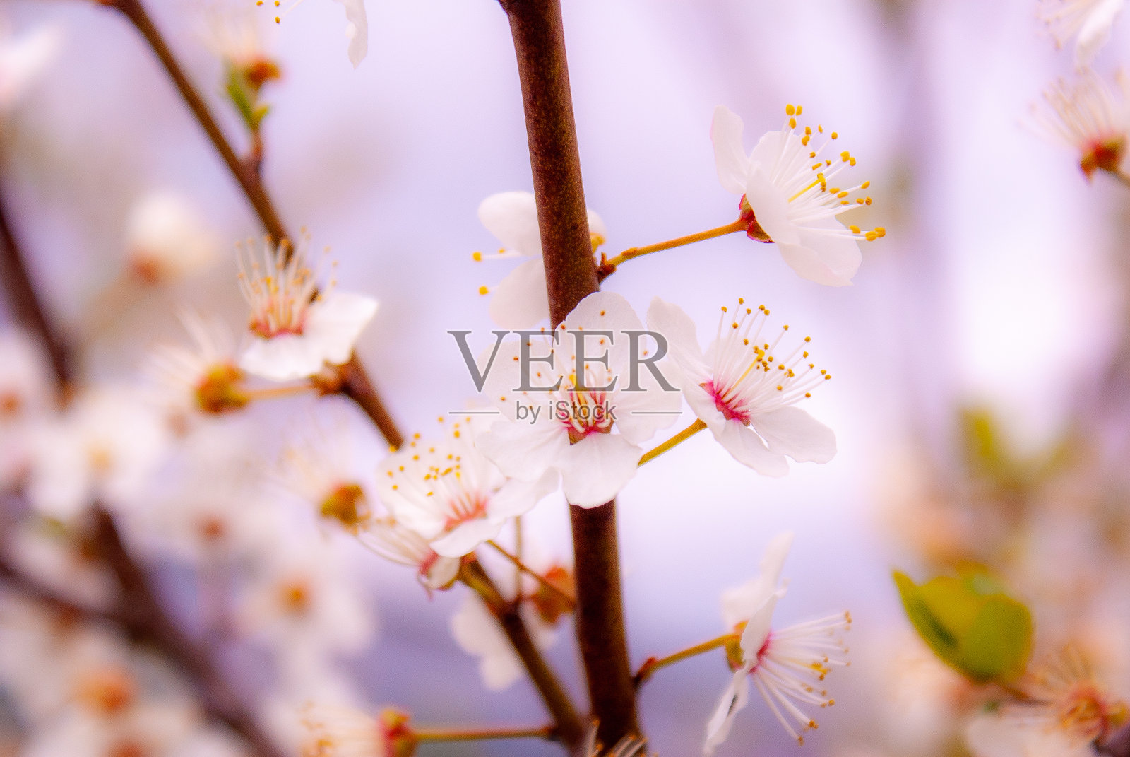 白色的花照片摄影图片