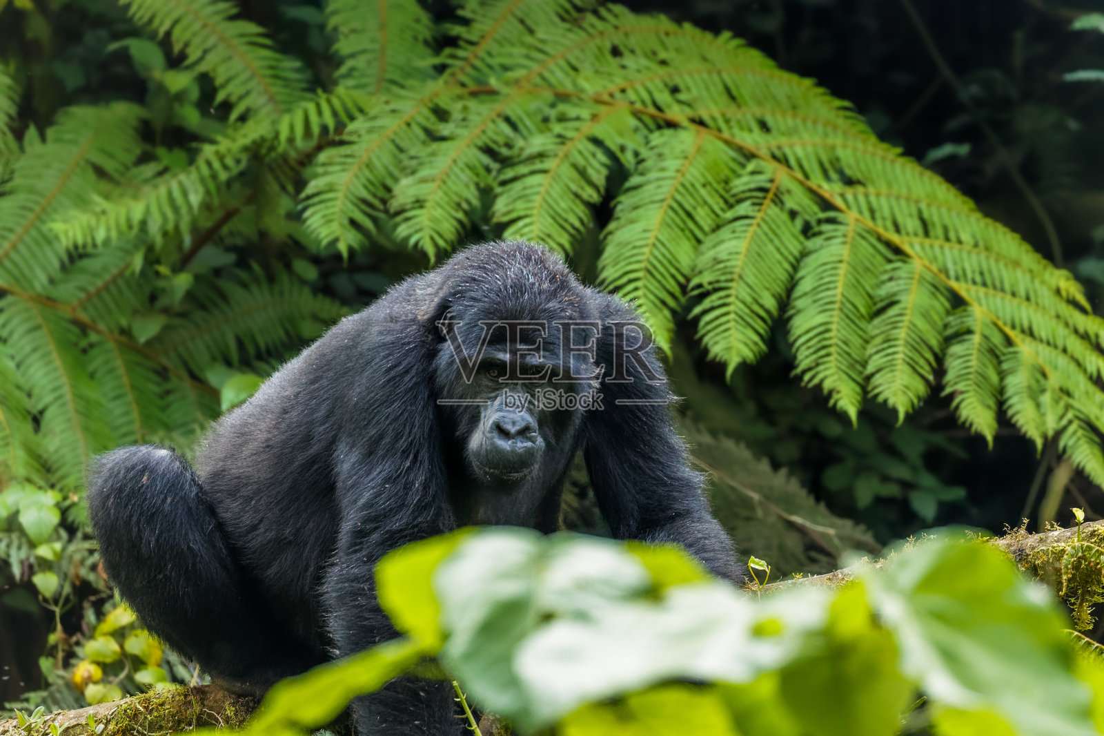 山地大猩猩的肖像(白林大猩猩),布温迪密林国家公园,乌干达。照片摄影图片
