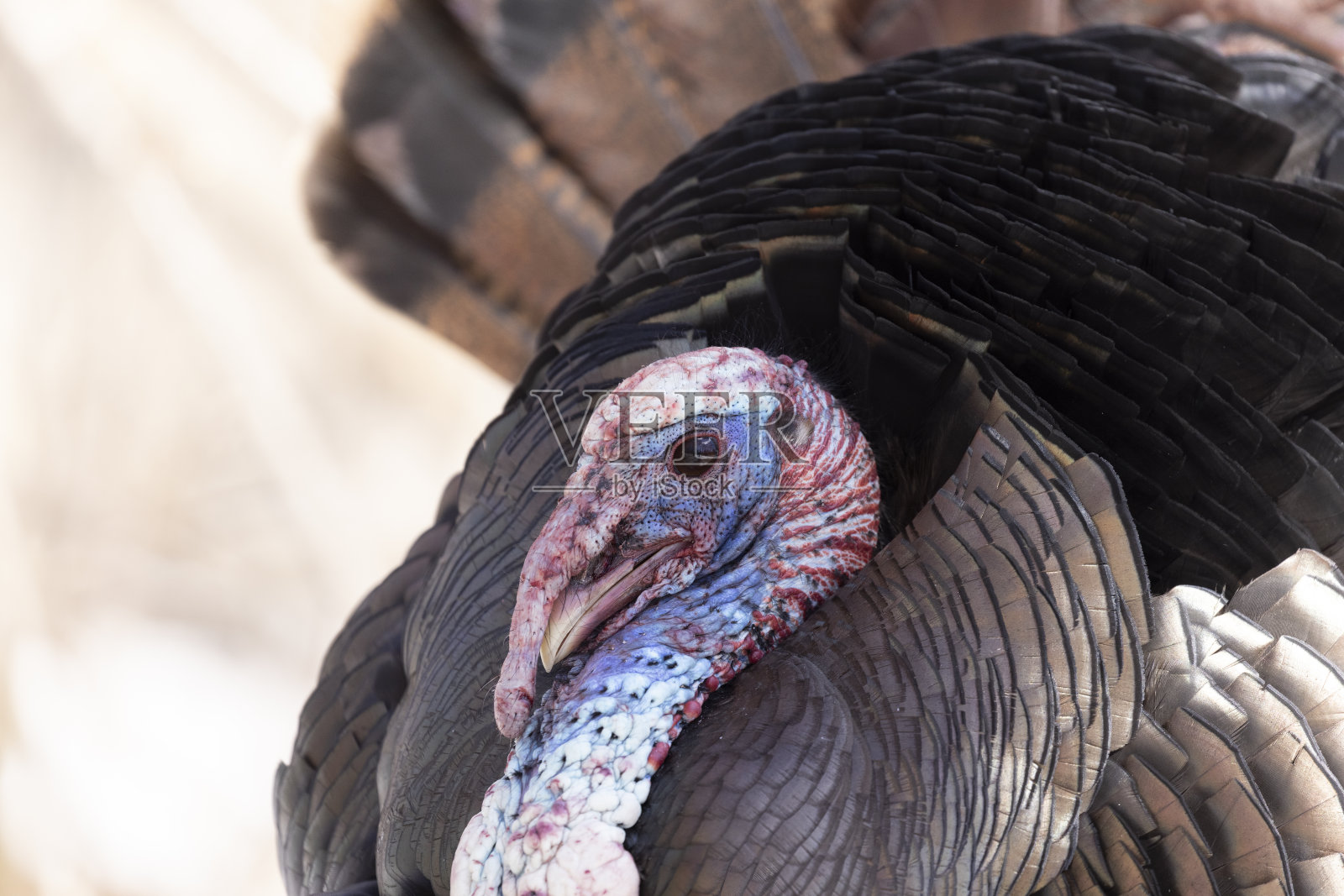 雄性野生火鸡照片摄影图片