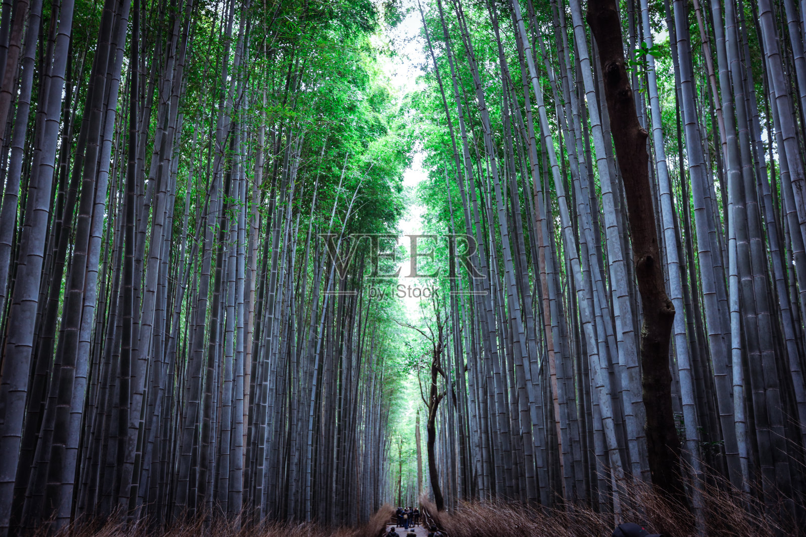 走在京都竹林中的宁静照片摄影图片