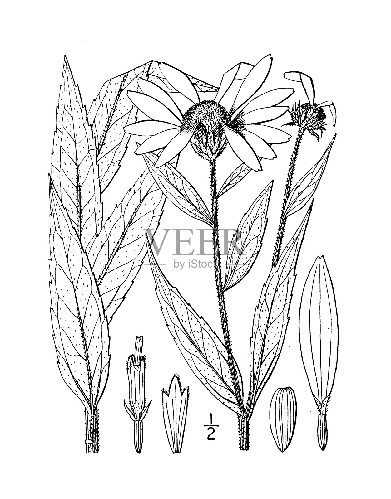 古董植物学植物插图:Helianthus giganteus,高向日葵插画图片素材