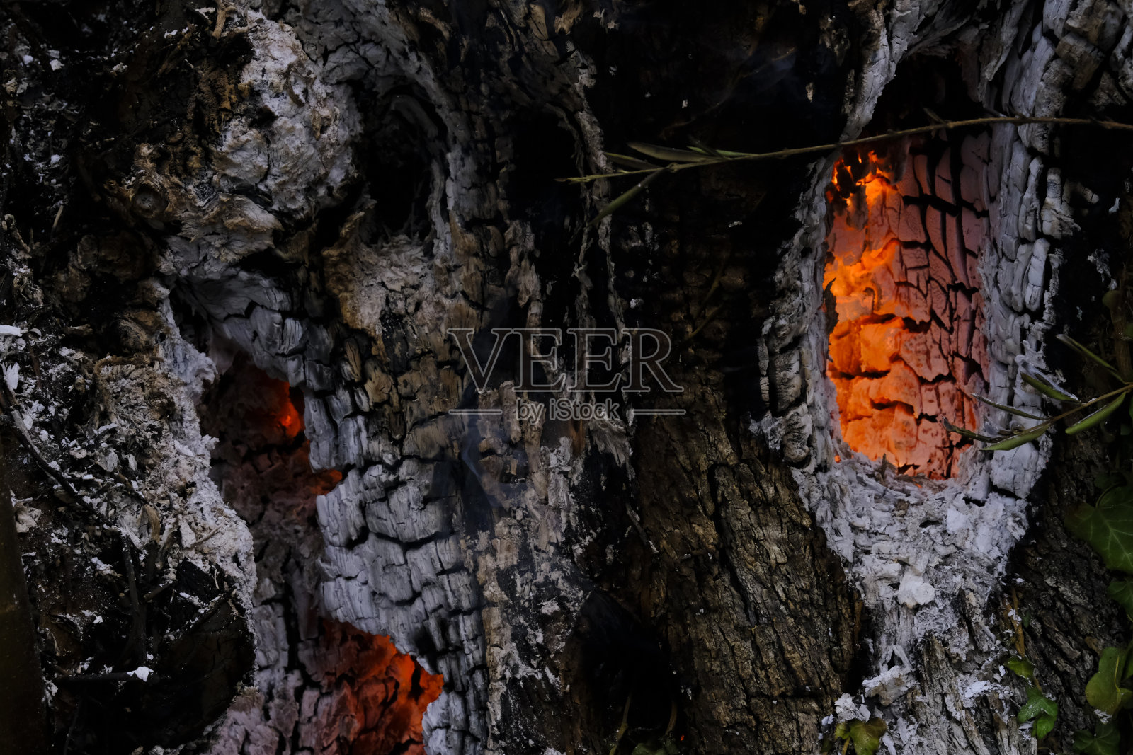 埃维亚岛上的一片烧焦的森林和橄榄树,照片摄影图片