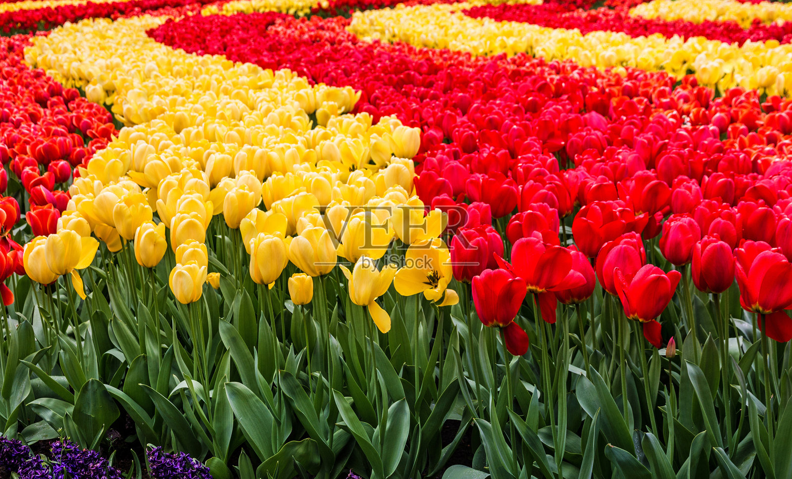 荷兰库肯霍夫花园的红色和黄色郁金香照片摄影图片
