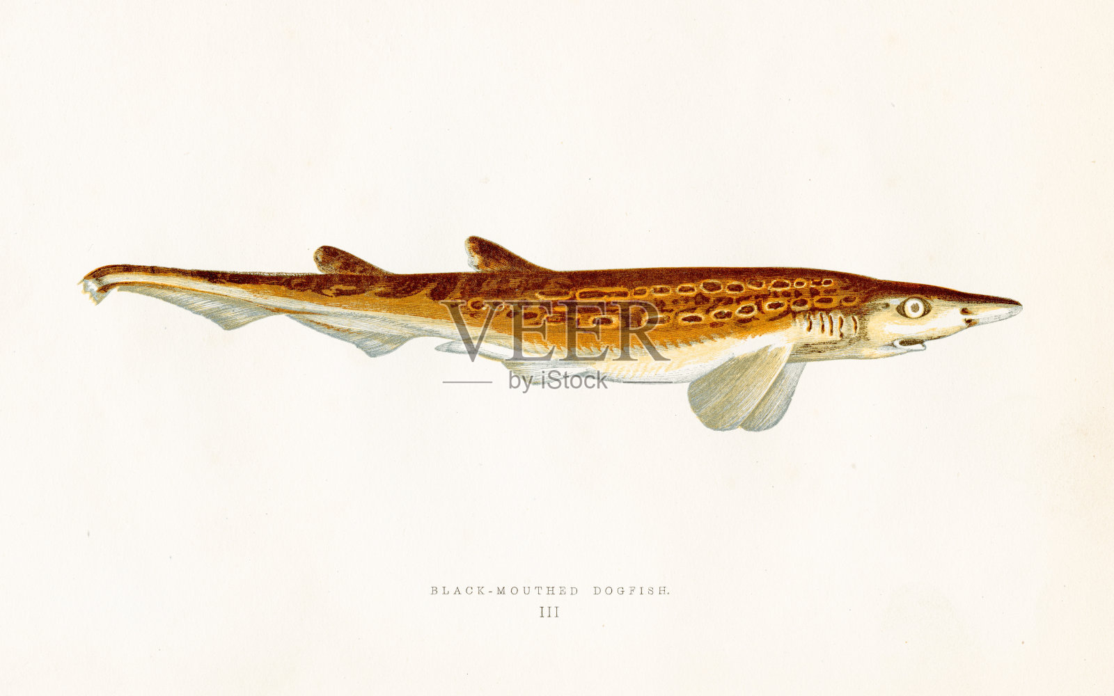 黑嘴狗鱼-彩色印刷木版1877插画图片素材