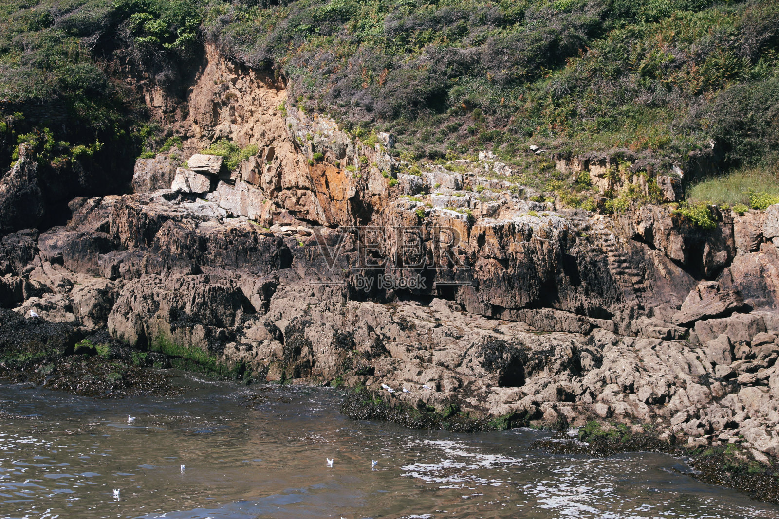 海鸥的窝照片摄影图片