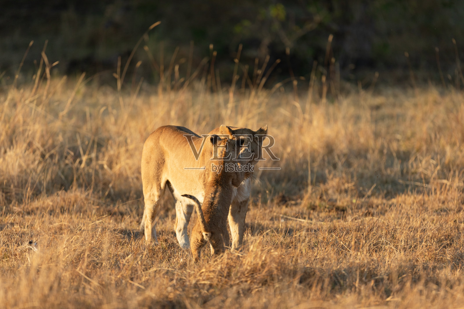 在奥卡万戈三角洲的开阔草原上,一只母狮和她的幼崽玩耍。照片摄影图片