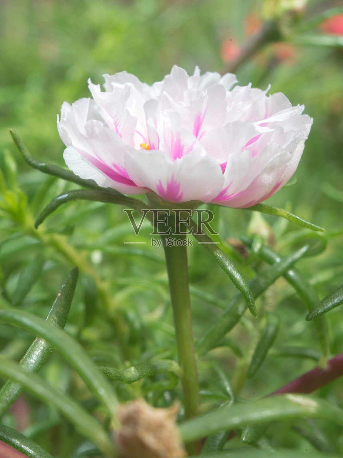 花瓣苔藓玫瑰马齿苋白色粉红色特写细节与绿叶背景照片摄影图片