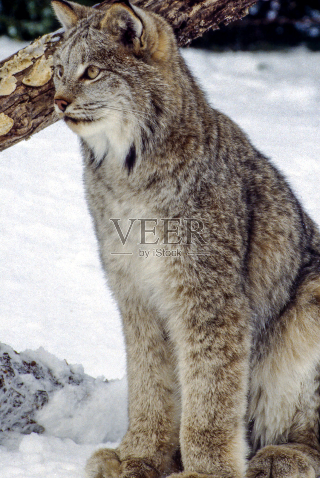 Linx照片摄影图片