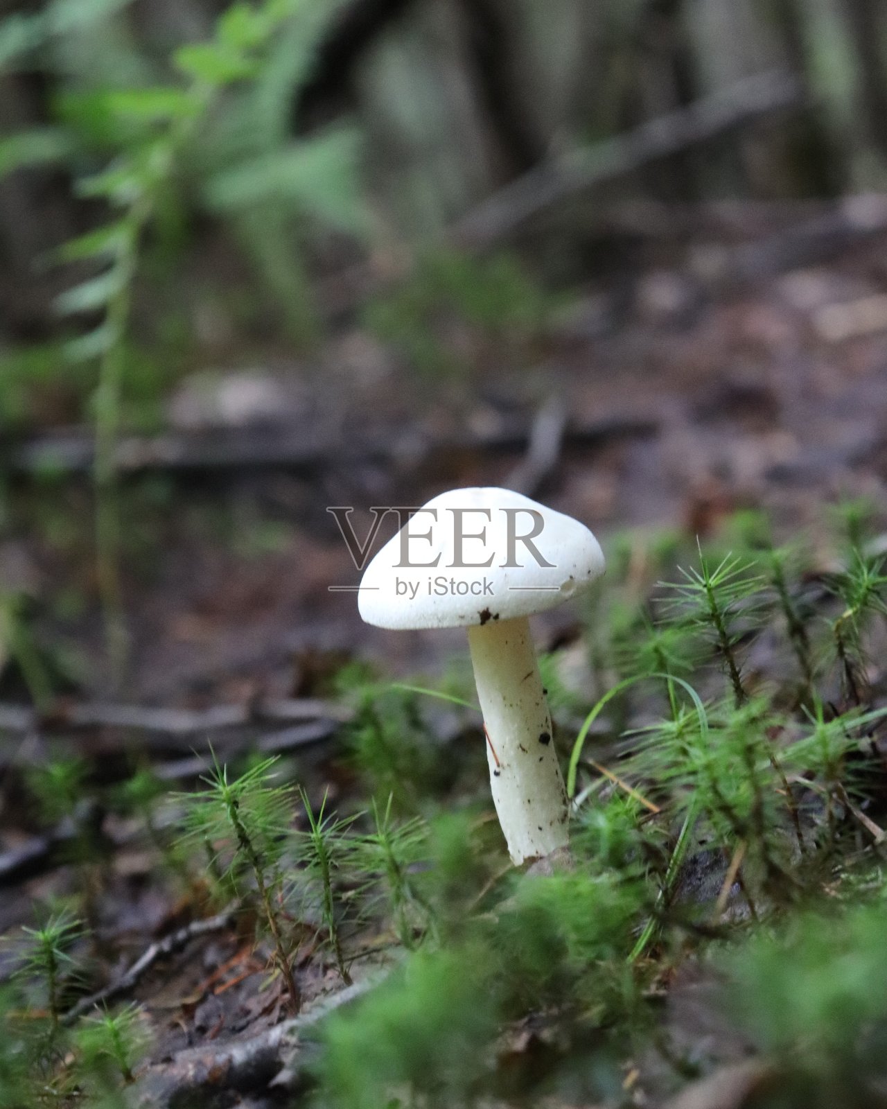 成为一只蘑菇照片摄影图片