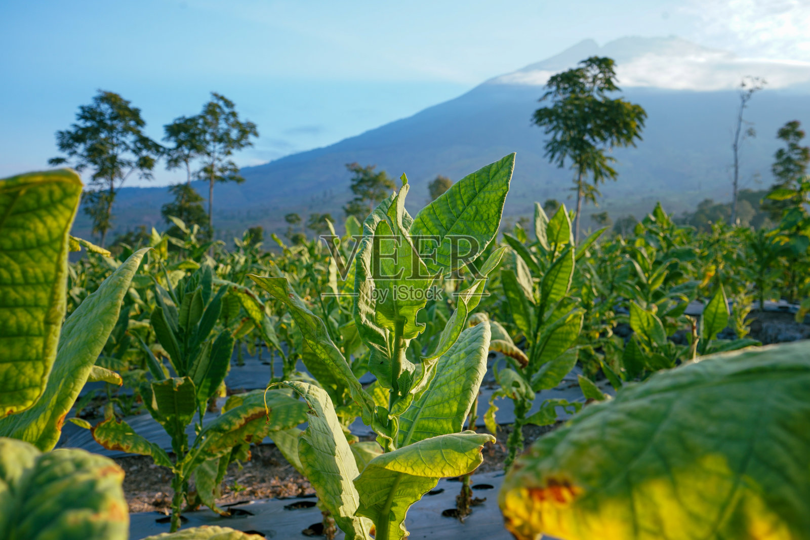 中爪哇Sindoro山脚下烟草地里的烟叶特写照片照片摄影图片