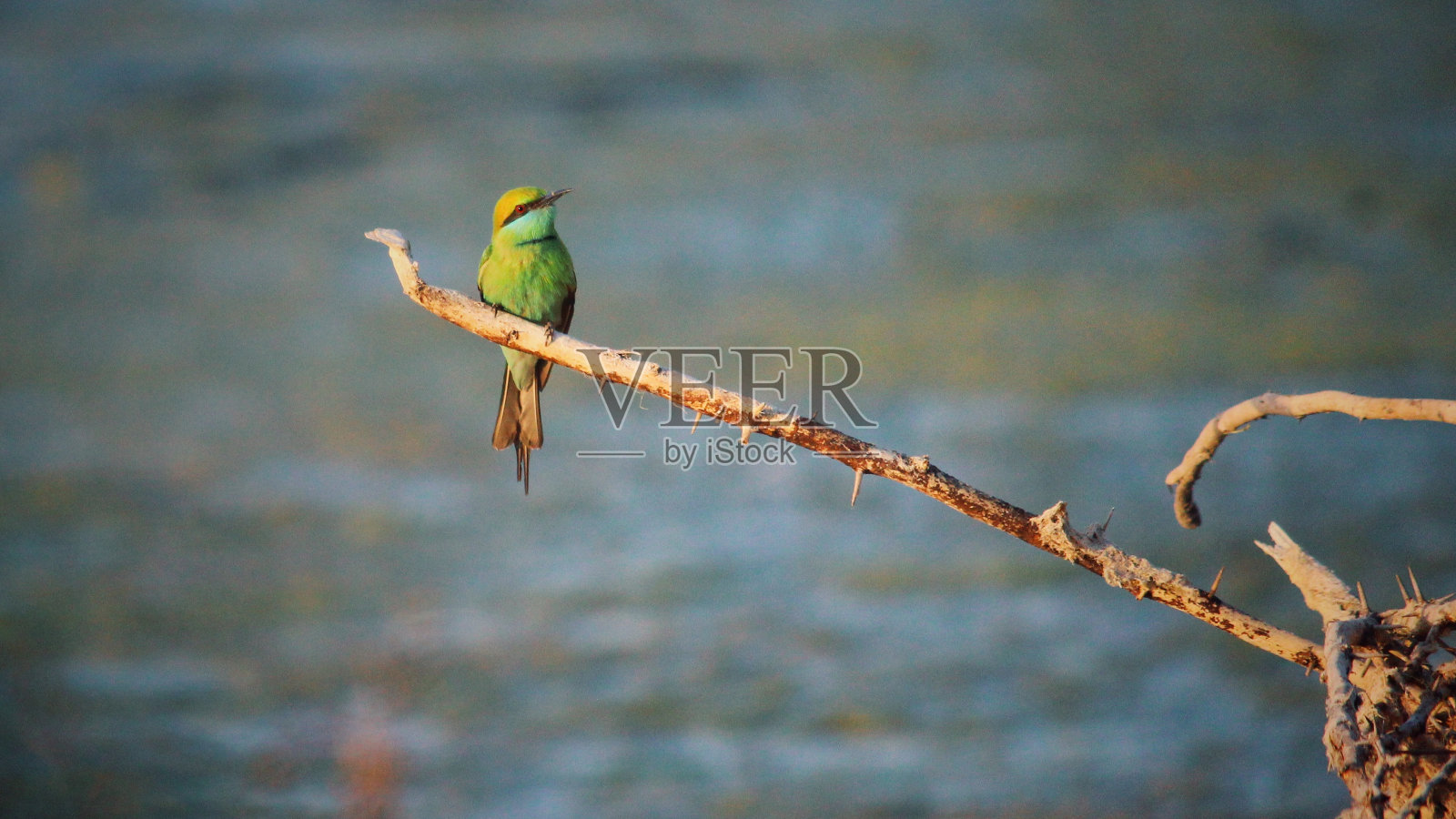 绿色的食蜂鸟照片摄影图片