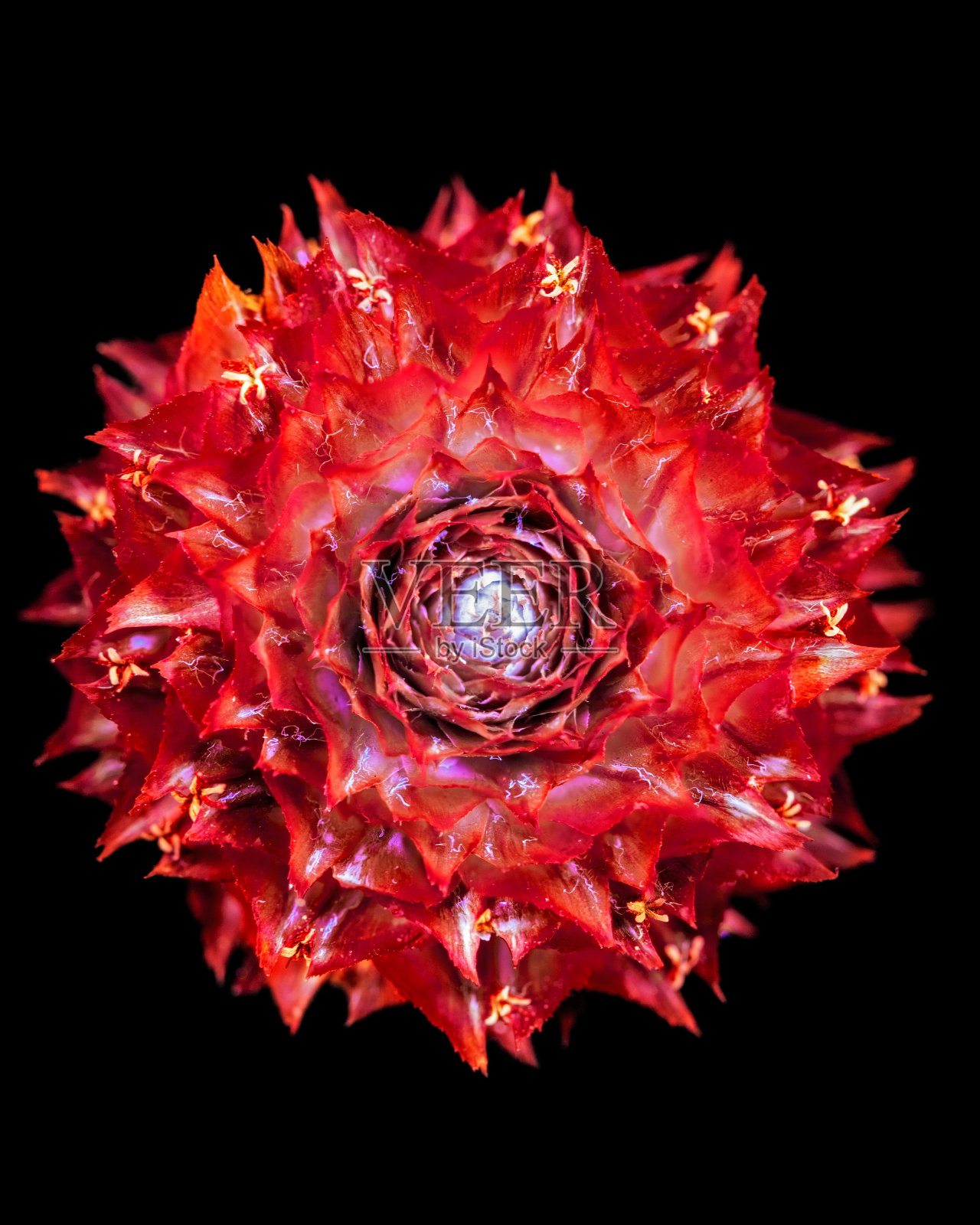 UVIVF照片摄影图片