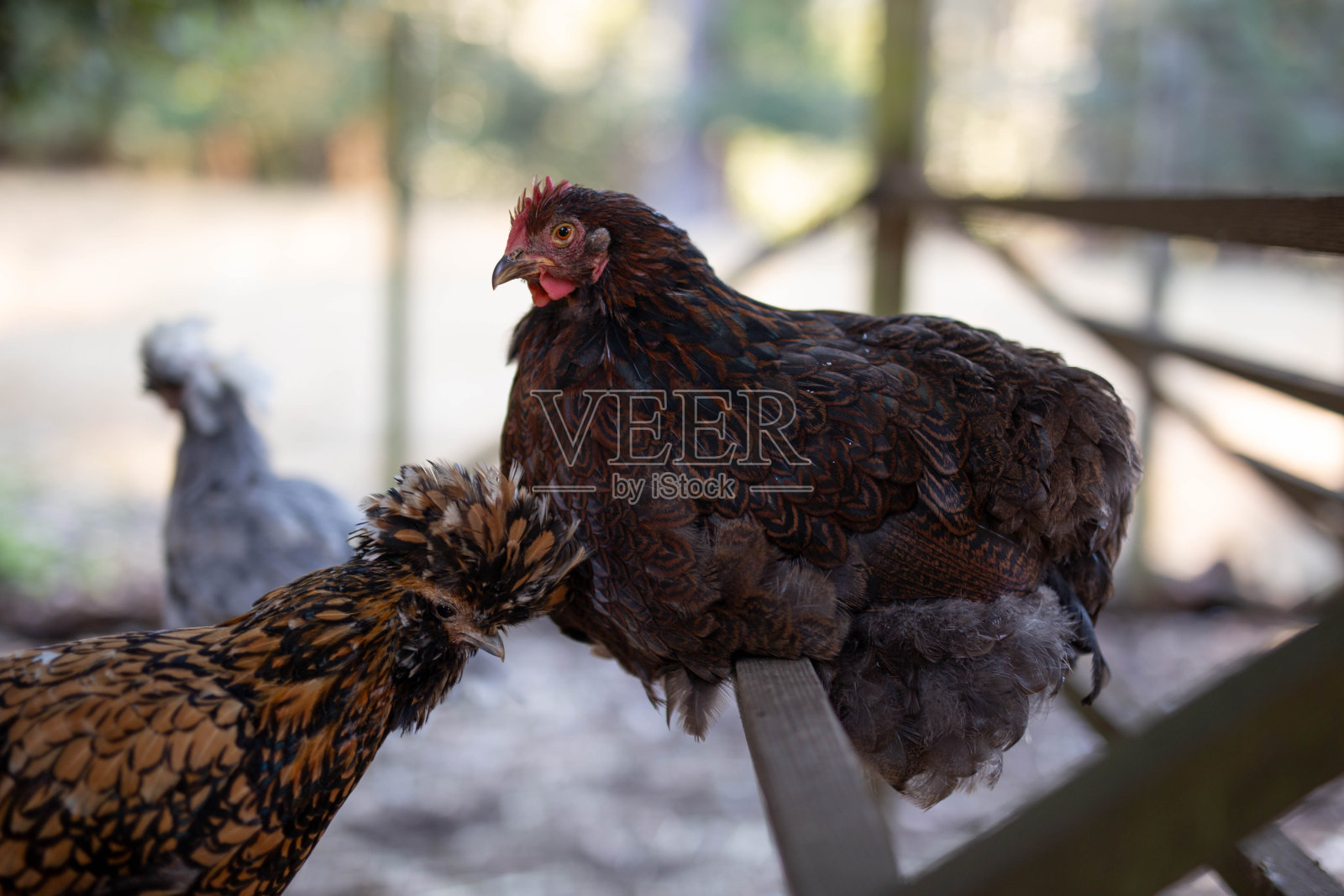 五颜六色的小鸡栖息在鸡笼里照片摄影图片