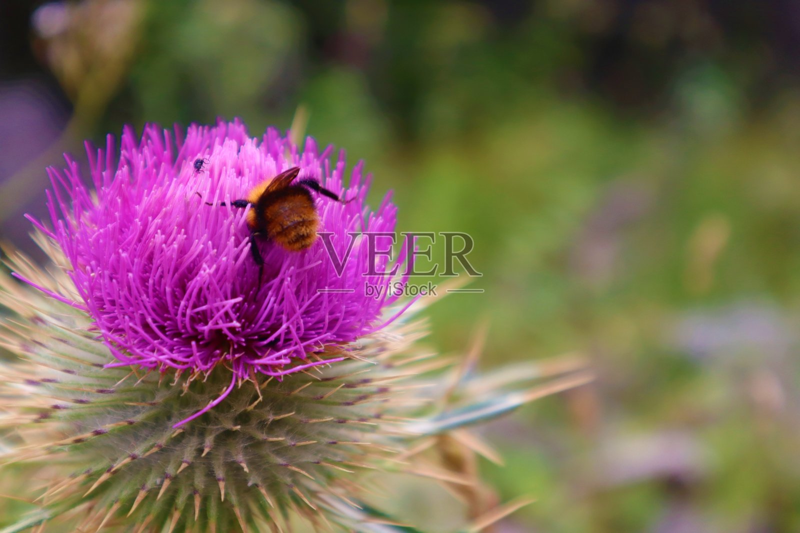 蜜蜂在花上。蜜蜂在森林里从蓟花中采集花蜜照片摄影图片