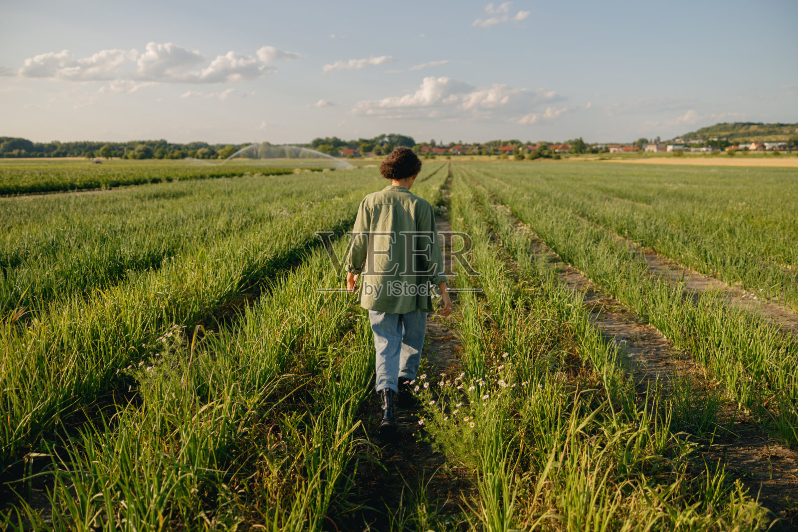 女农民在收割期间走过田地的后视图。农业职业概念照片摄影图片