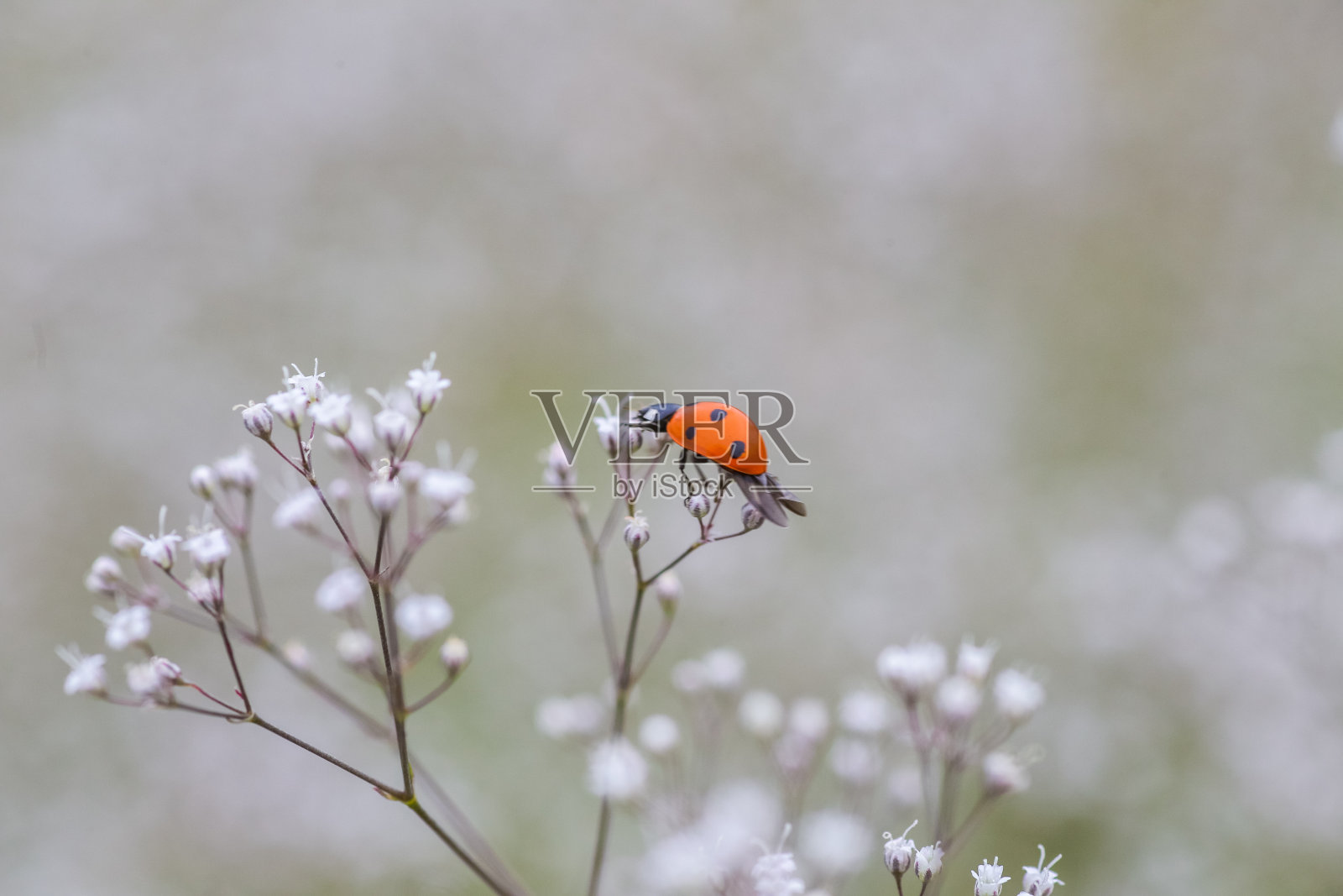 白色小花上的瓢虫,娃娃的呼吸,普通的Gypsophila, paniculata娃娃的呼吸照片摄影图片