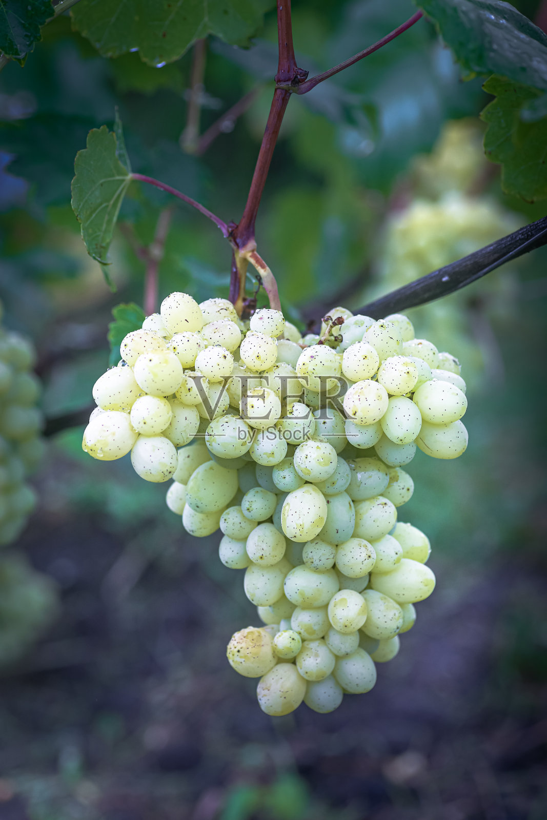 阳光下葡萄藤上的一串葡萄。酿酒师在藤上种植葡萄。绿色的葡萄酒。收获的概念。酿造葡萄酒的原料。家酿酒。农业综合企业。新鲜水果,宏观照片摄影图片