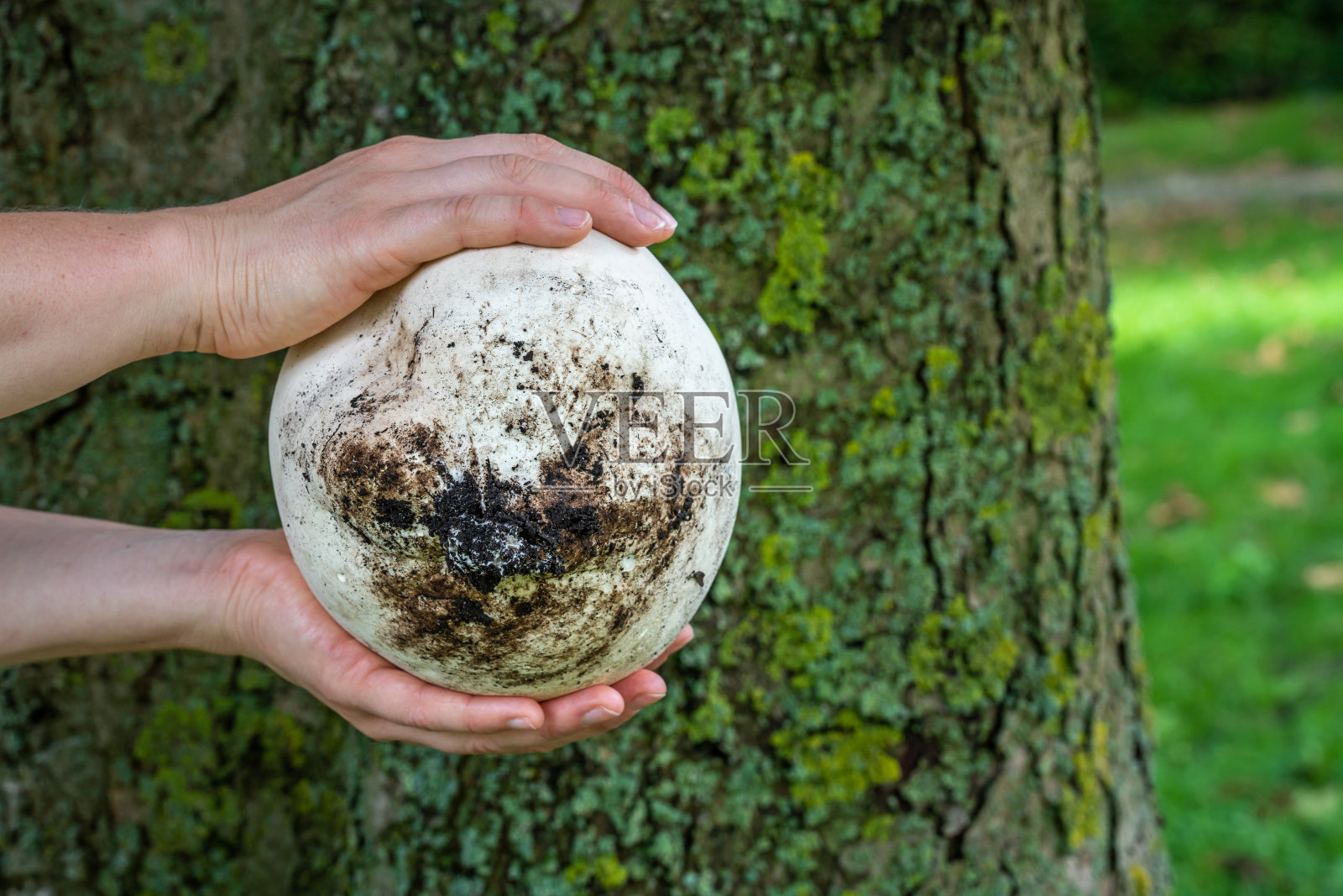 拿着刚收获的大牛蒡,俗称大泡球,看蘑菇的底部照片摄影图片