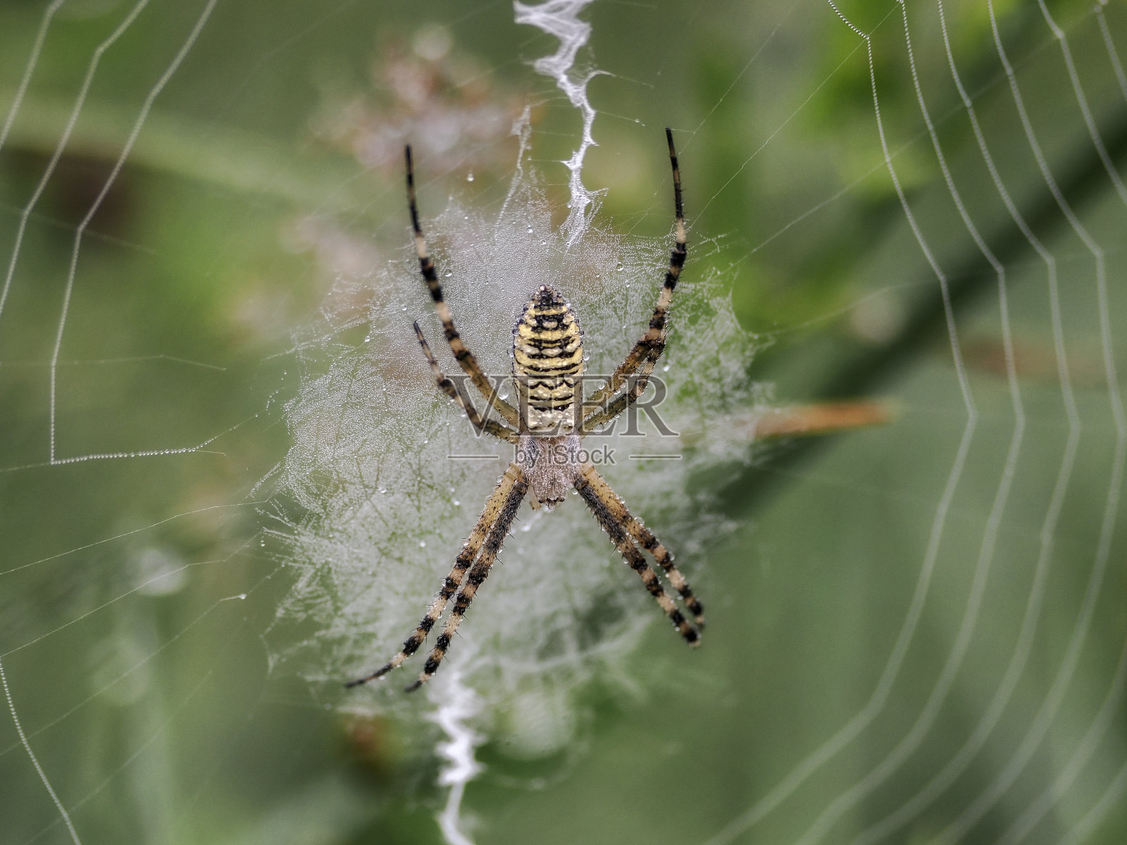 园蛛(Araneus diadematus) -蜘蛛科蜘蛛的一种。它的名字来源于腹部特有的白色十字架。特写摄影照片摄影图片