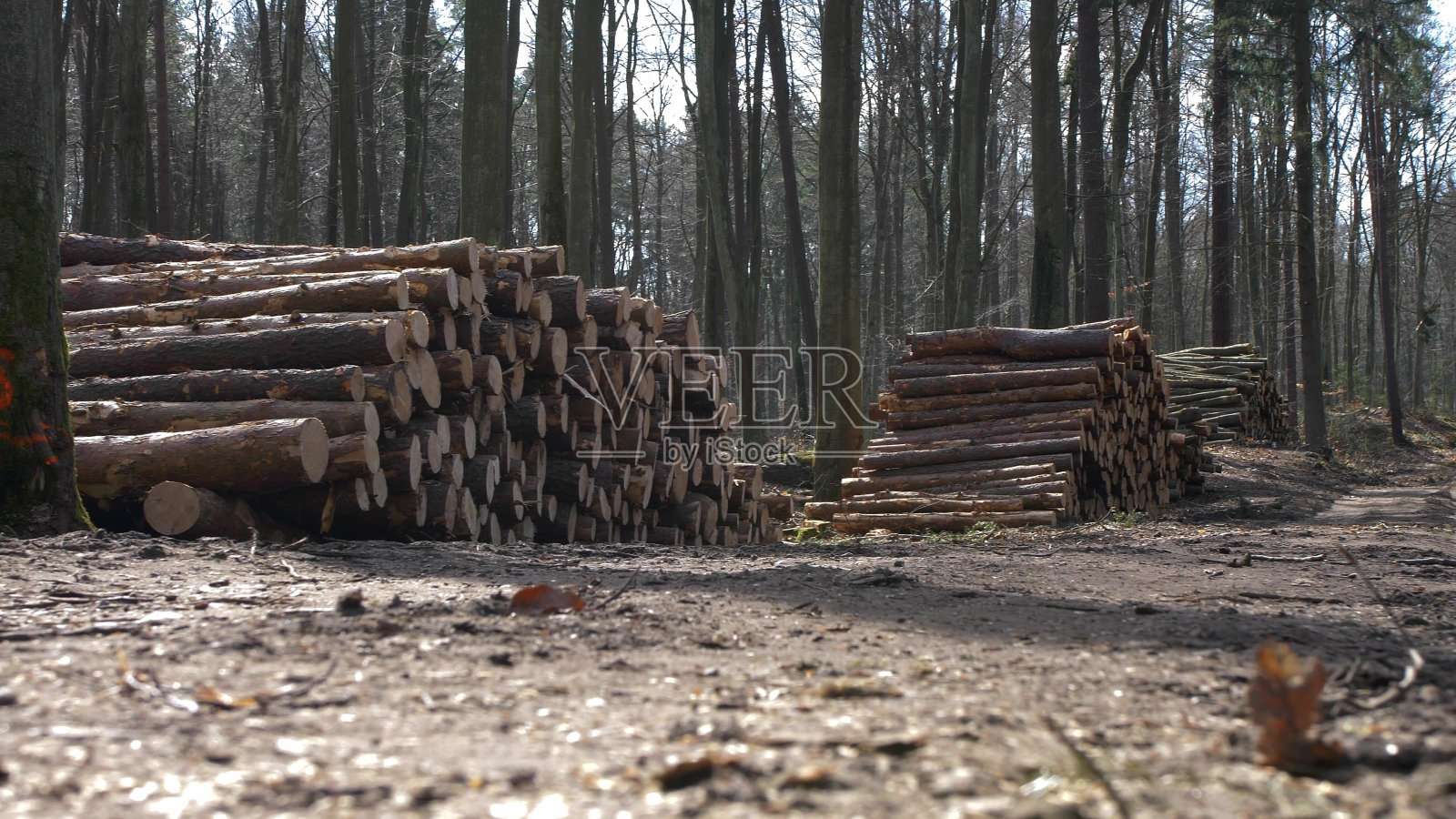 森林里成堆的锯断的树干照片摄影图片