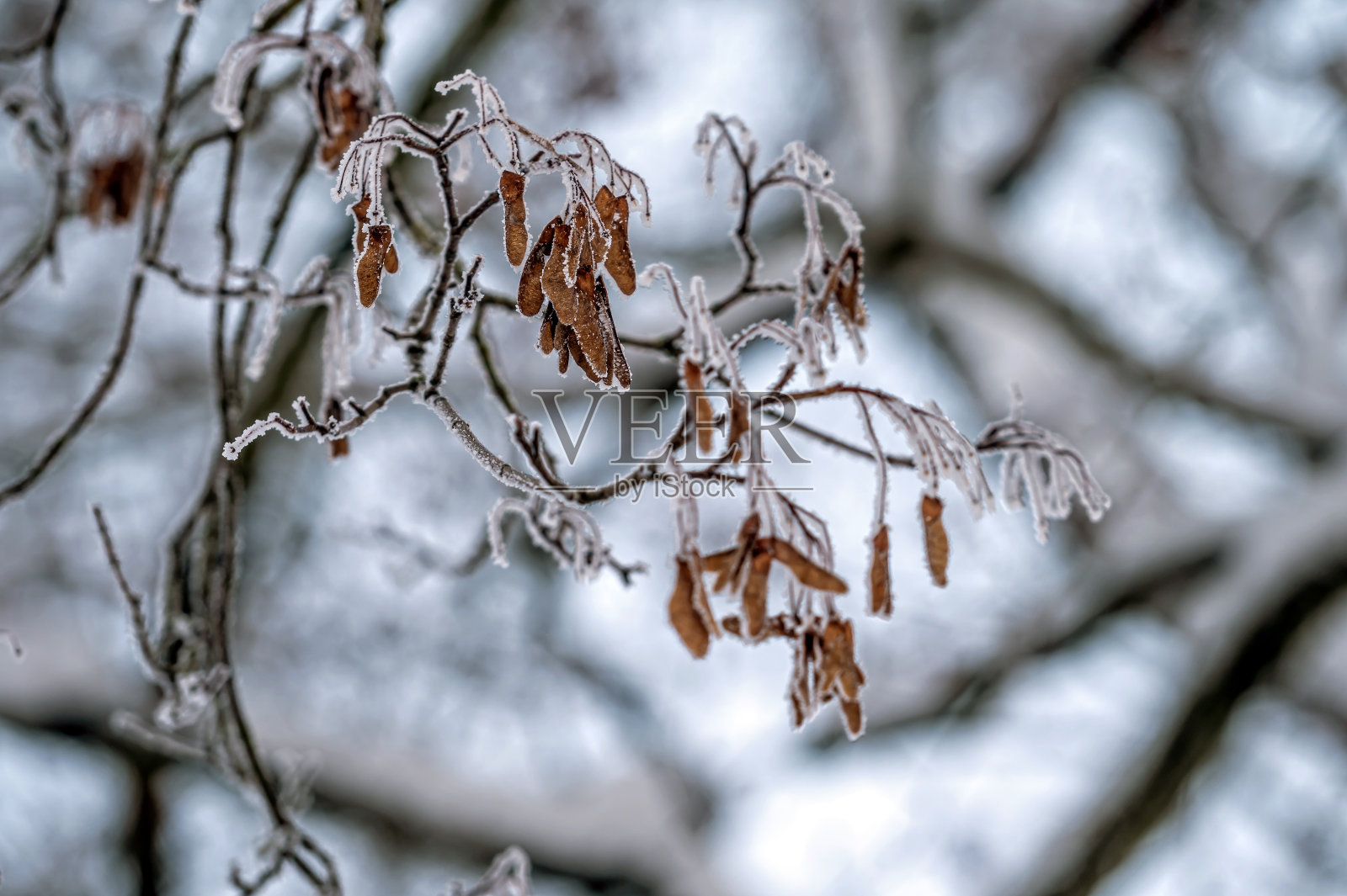 树枝上的雪。霜冻在树枝上。自然天气特写。冬天的背景。照片摄影图片