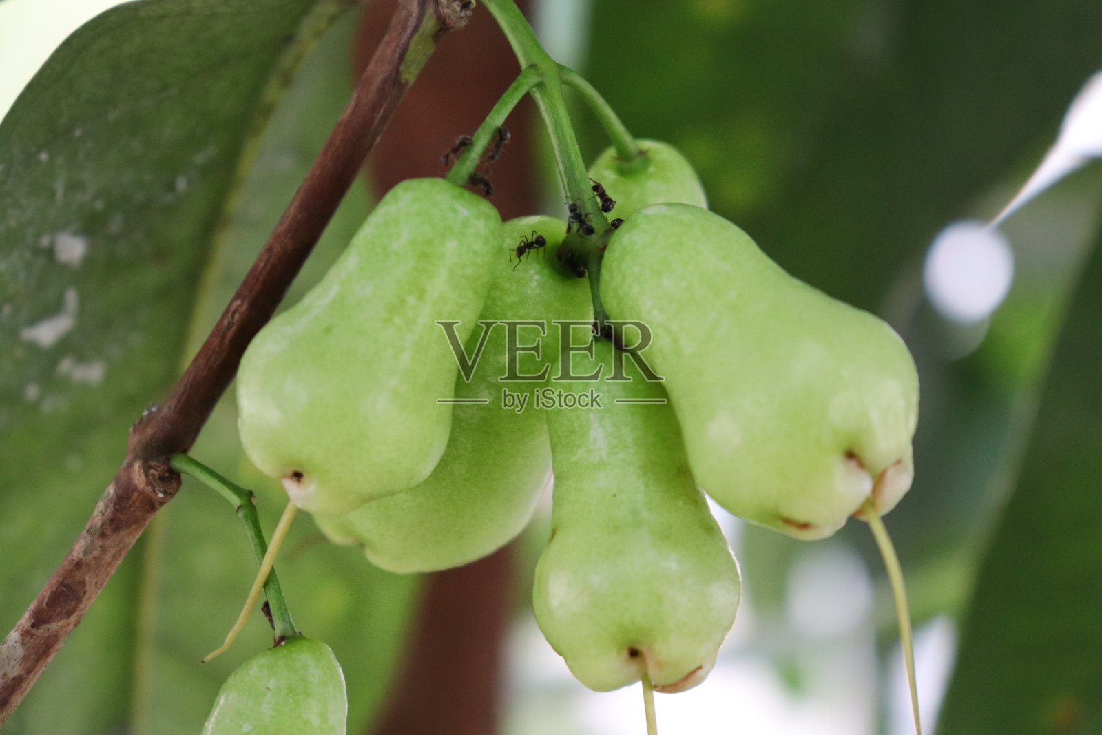 婴儿番石榴照片摄影图片