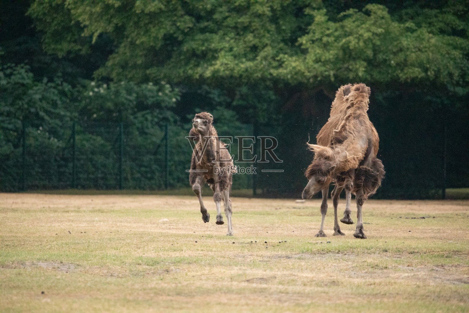 柏林动物园里美丽的骆驼照片摄影图片