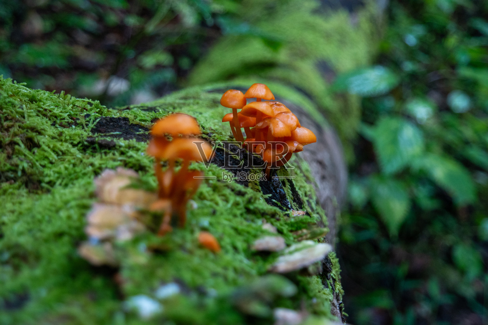 长满青苔的绿色圆木上的橙色蘑菇照片摄影图片