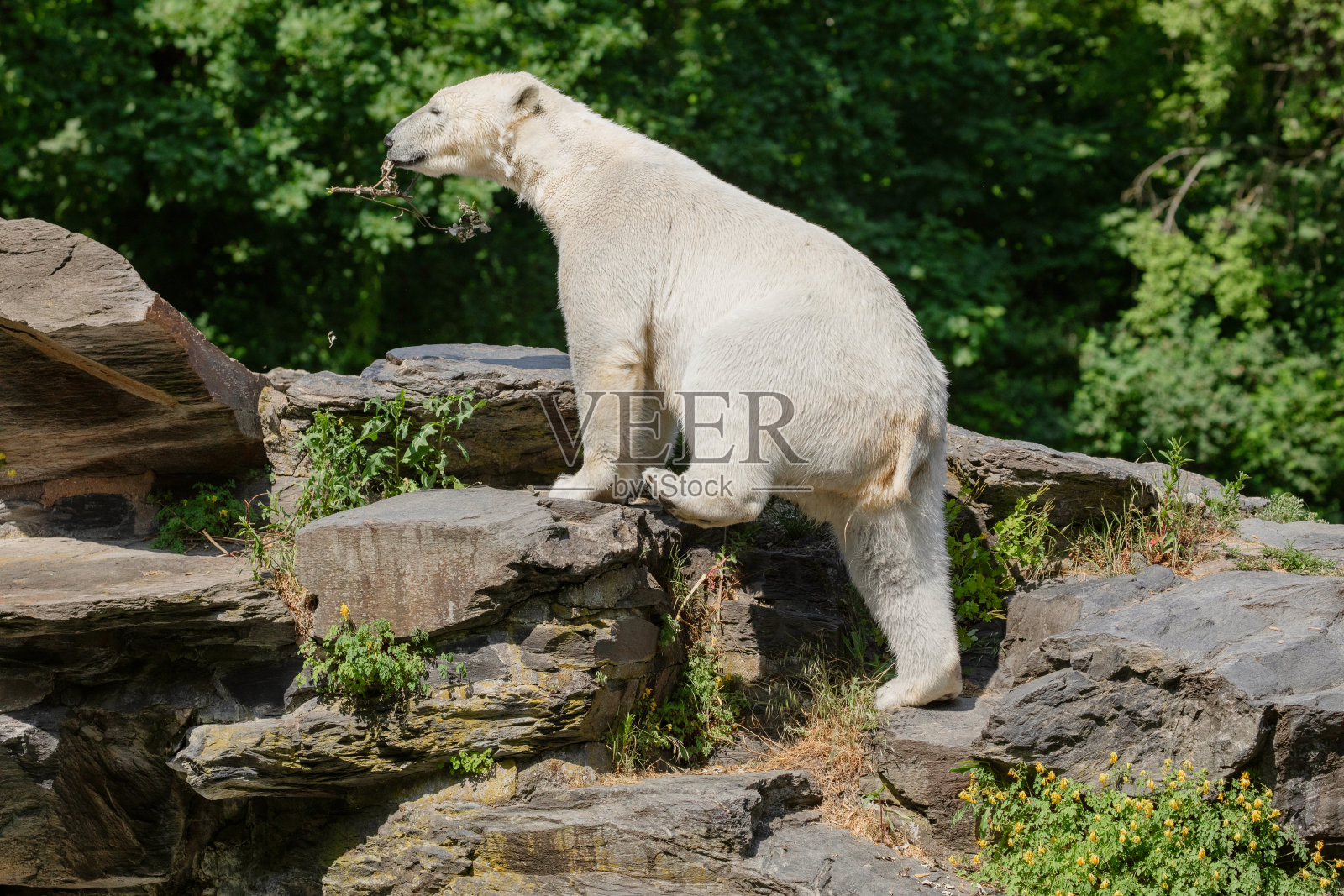 有趣的北极熊。北极熊以一种有趣的姿势坐着。照片摄影图片