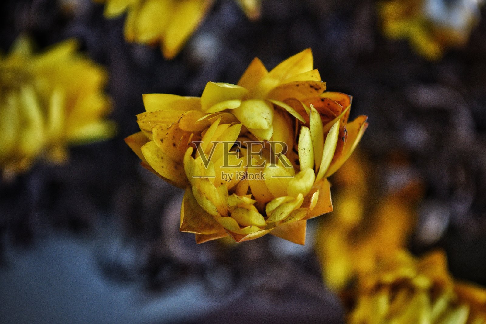 菊花的一朵枯萎的花照片摄影图片