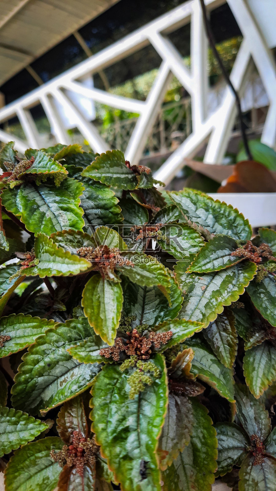 Pilea involucrata照片摄影图片