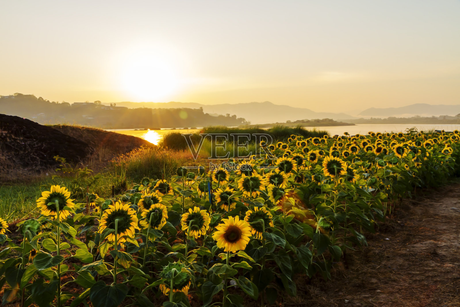日出的早晨和向日葵照片摄影图片