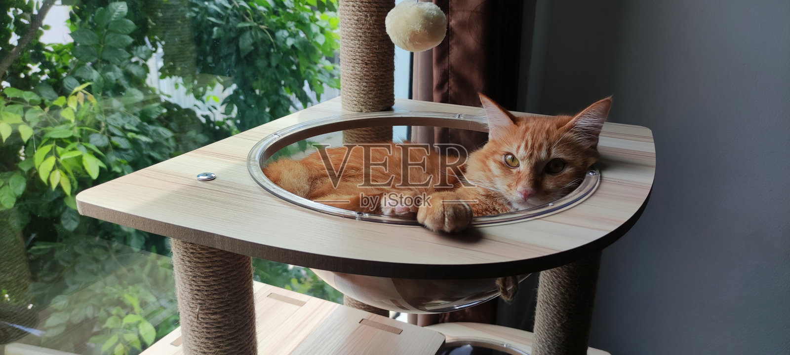 可爱的小姜猫小猫睡在猫树上。照片摄影图片