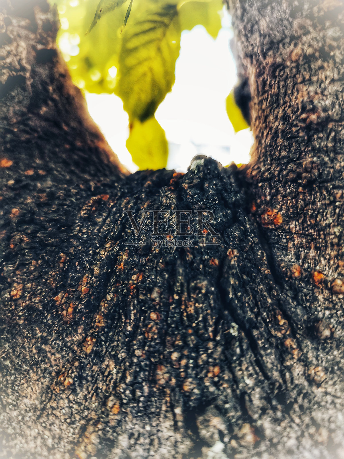 老树皮的垂直照片照片摄影图片