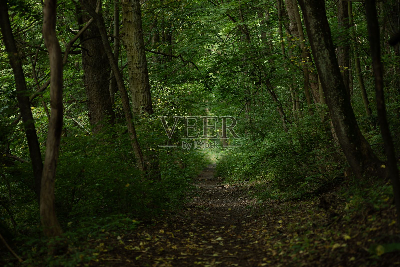 树林里树木茂盛,小路上有树叶照片摄影图片