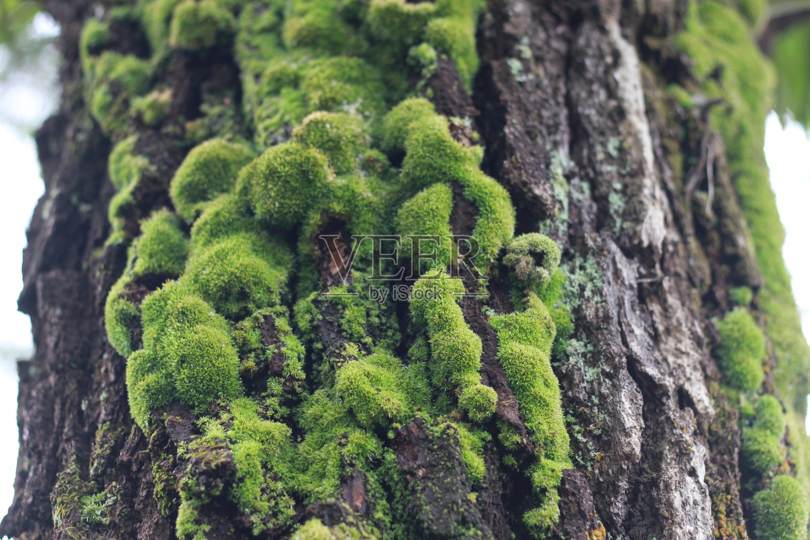 苔藓覆盖在树皮的背景照片摄影图片